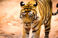 Tiger, Bandhavgarh