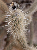 Cactus, Anza Borrego