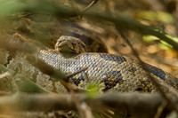 Indian Python, Bharatpur