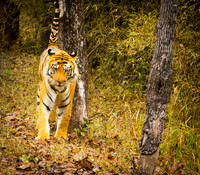 Tiger, Banhavgarh