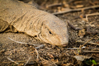 Monitor Lizard, Bharatpur