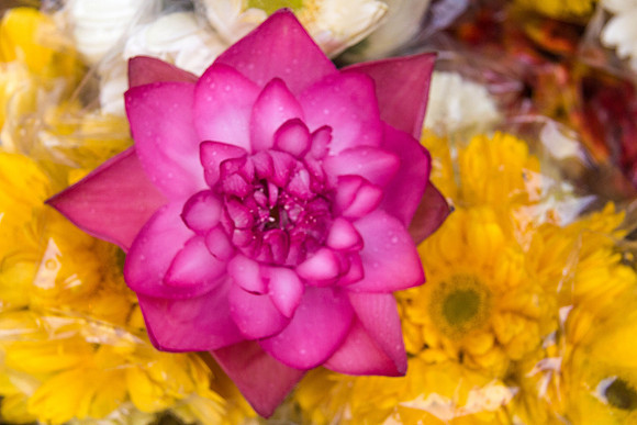 Lotus Flower, Mumbai