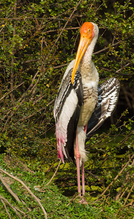 Painted Stork, Bharatpur