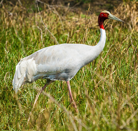 Sarus Crane, Bharatput