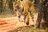 Tiger, Bandhavgarg