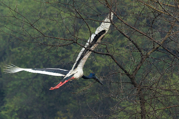 Black Necked Stork, Bharatpur