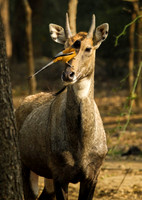 Rufus Treepie on Bulbul, Bharatpur