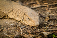 Monitor Lizard, Bharatpur