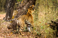 Tiger, Bandhavgarh