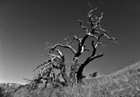 20120305-Point Reyes-2648-Edit-Edit-Edit