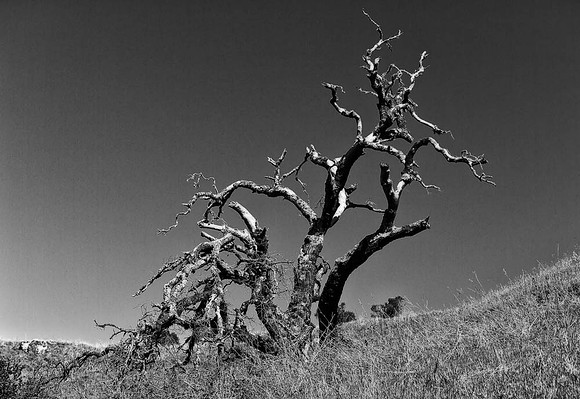 20120305-Point Reyes-2648-Edit-Edit-Edit