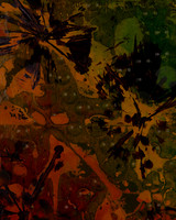 Desert Flower