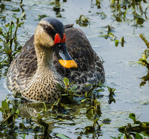 Indian Spot-billed Duck, Bharatpur