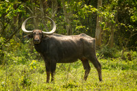 Asiatic Wild Buffalo, Kaziranga