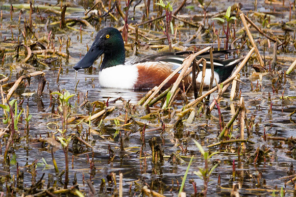 Northern Shovler Duck, Bharatpur