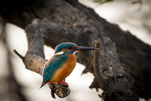 Common Kingfisher, Bharatpur