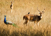 Spotted Deer, Bandhavgarh