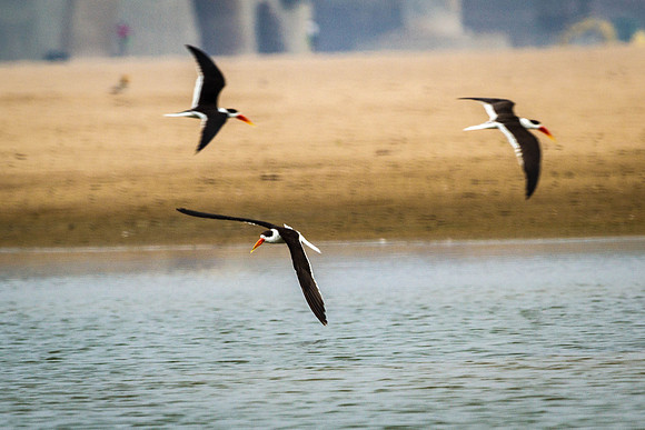 Indian Skimmer, Bharatpur
