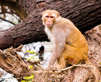 Rhesus Macaque