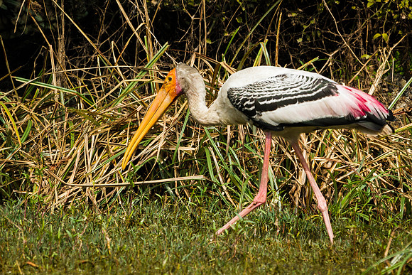Painted Stork, Bharatpur