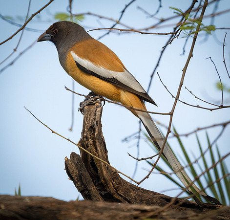 Rufous Treepie, Bharatpur