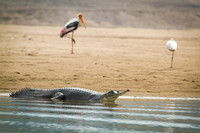 Gharial Crocodile (Endangered). Chambal River, Bharatpur