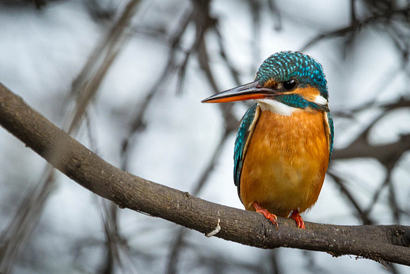 Common Kingfisher, Bharatpur