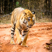 Tiger, Bandhavgarh