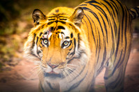 Tiger, Bandhavgarh
