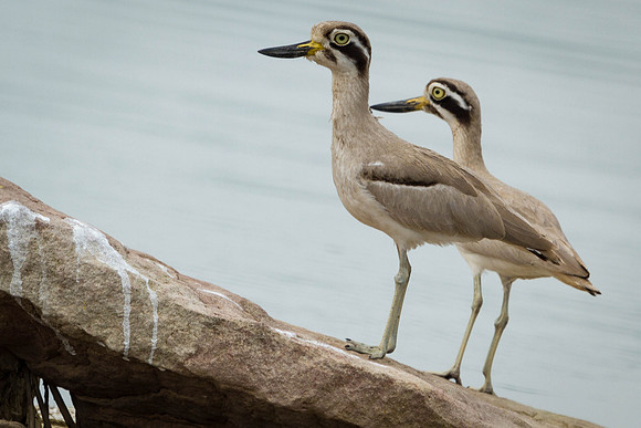 Great Thick-knee, Bharatpur
