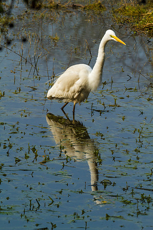 Greater Egret, Bharatpur