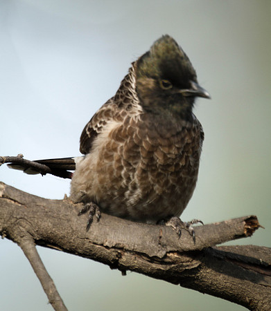 Red-vented Bulbul, Bharatpur