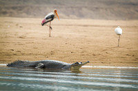 Gharial Crocodile (Endangered). Chambal River, Bharatpur