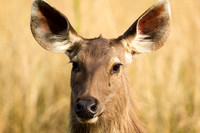 Sambar Deer, Bandhavgarh