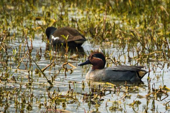 Common Teal Duck, Bharatpur